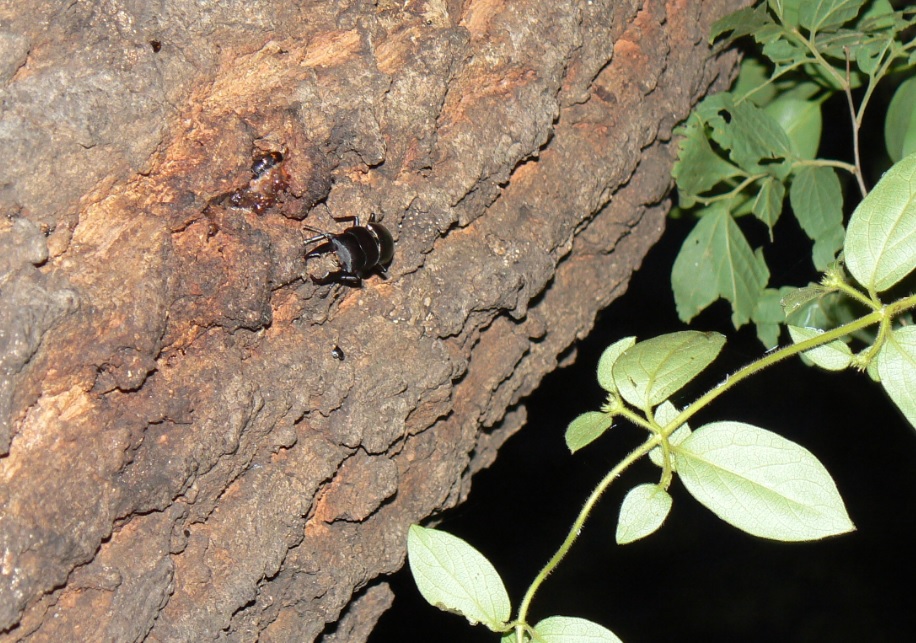 団地前のクヌギ_いつもの樹液にコクワガタ 2021年5月14日19時10分頃 気温21度